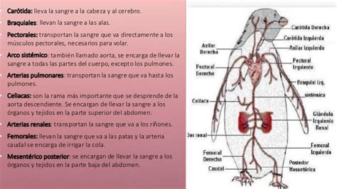 Sistema circulatorio final