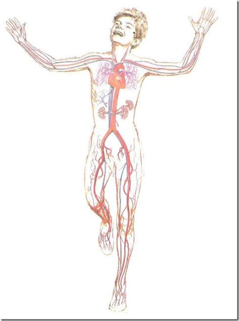 Sistema Circulatorio Función   Ciencia Explicada