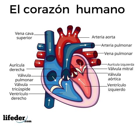 Sistema circulatorio: funciones, partes, funcionamiento