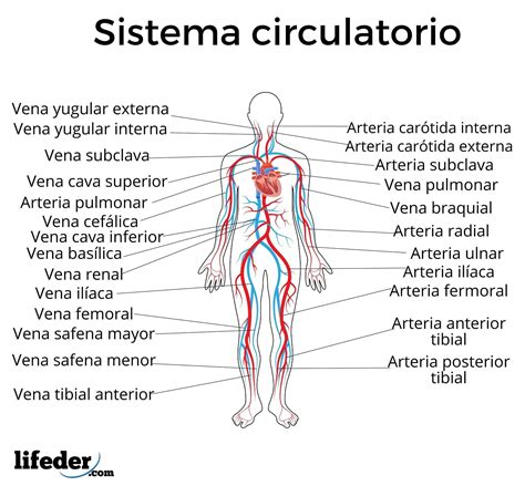 Sistema circulatorio: funciones, partes, funcionamiento