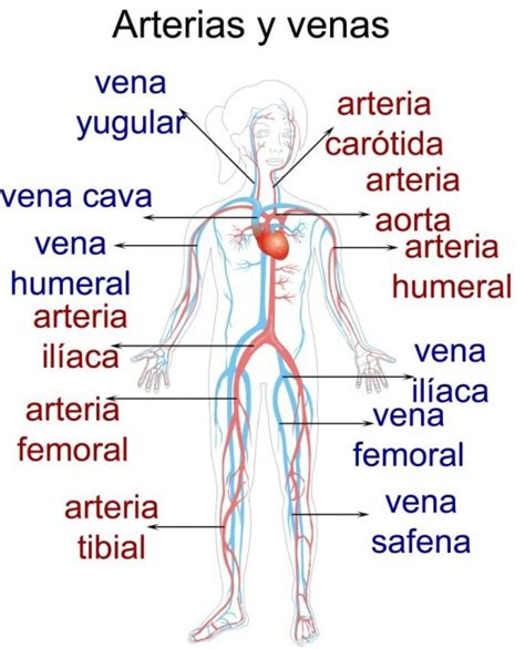 Sistema circulatorio: funciones y partes  con imágenes  | Saberimagenes.com