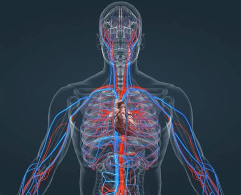 Sistema Circulatório Humano   Anatomia do Aparelho ...