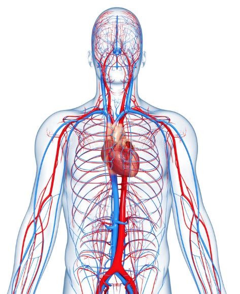 Sistema Circulatório Humano   Anatomia do sistema ...
