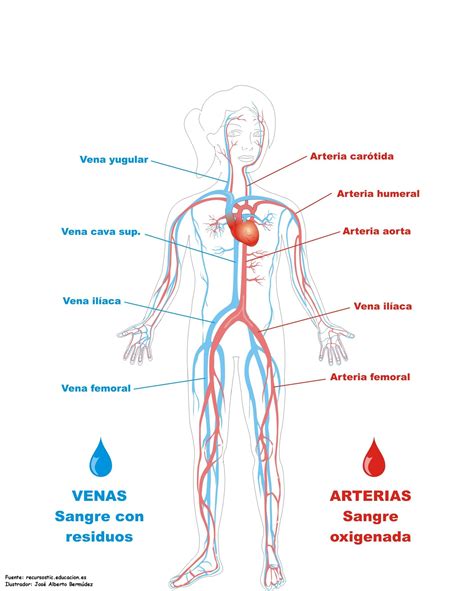 sistema circulatorio humano   Buscar con Google … | Cuerpo ...