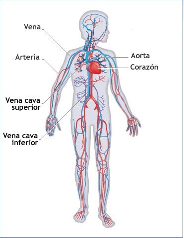 Sistema Circulatorio Humano: El aparato circulatorio