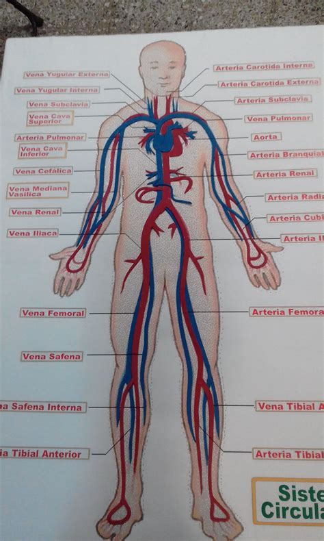 Sistema Circulatorio | Maquetas Escolares | Anatomia y ...
