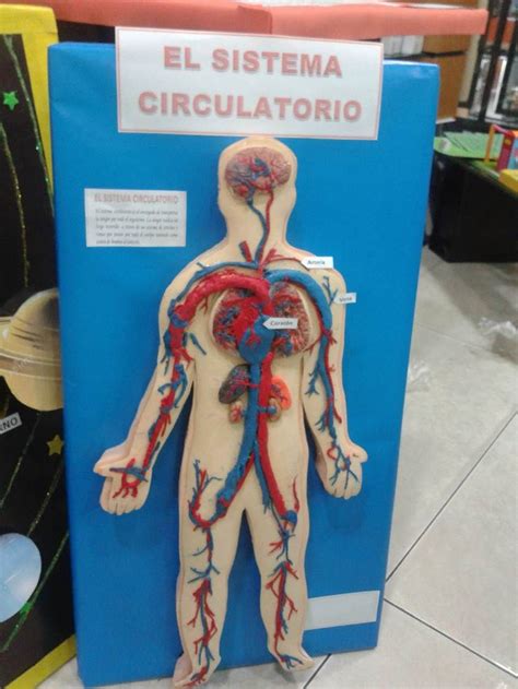 Sistema Circulatorio | maquetas | Sistema circulatorio ...