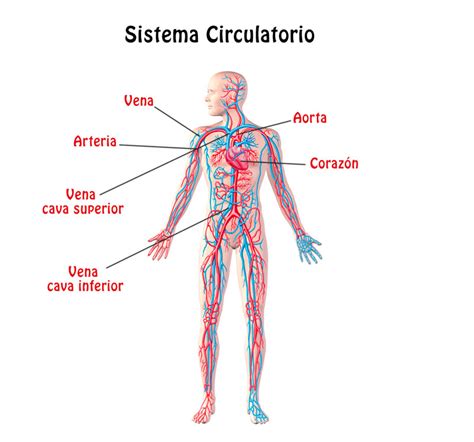 SISTEMA CIRCULATORIO   Órganos, partes, cuidados y funciones