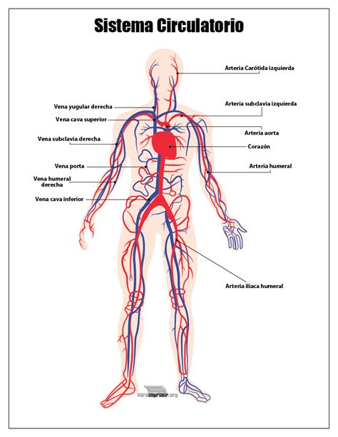 Sistema Circulatorio para imprimir   Anatomia I