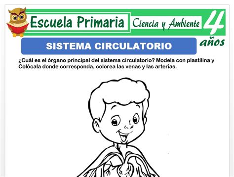Sistema circulatorio para Niños de 4 Años – Escuela Primaria