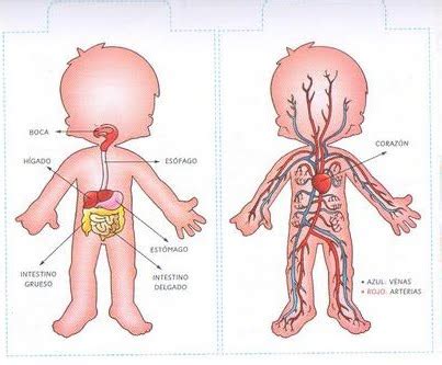 Sistema circulatorio para niños de inicial   Imagui