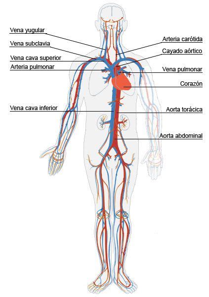 Sistema circulatorio para niños   Imagui | Corazón humano ...