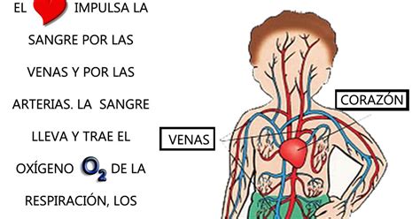 Sistema circulatorio para niños   Imagui