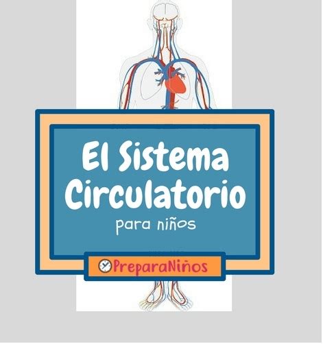Sistema Circulatorio para Niños: Partes. Relación con ...