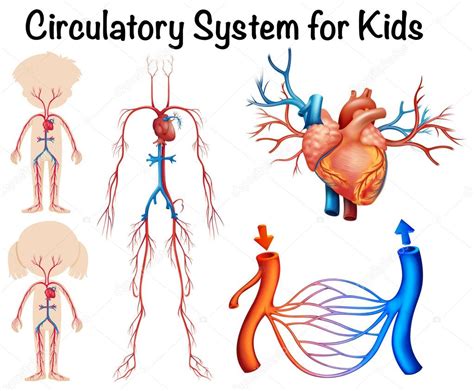 Sistema circulatorio para niños — Archivo Imágenes ...