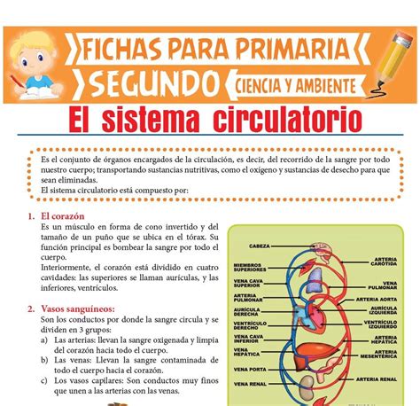 Sistema Circulatorio para Segundo de Primaria ...