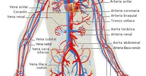 sistema circulatorio Parte I