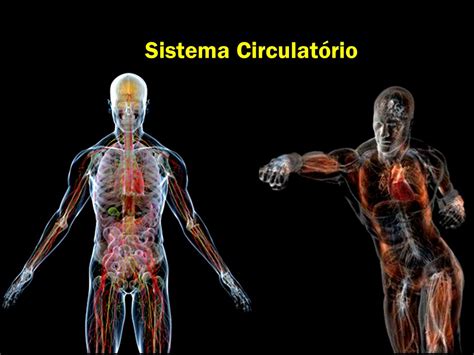 Sistema Circulatório.   ppt carregar
