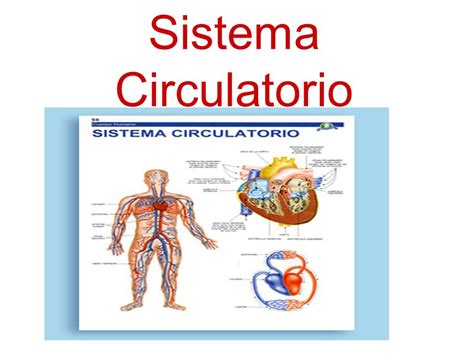 Sistema Circulatorio.   ppt video online descargar