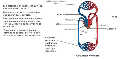 Sistema circulatorio primaria actividades   Imagui