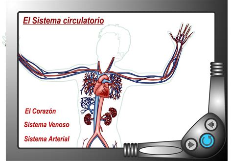 Sistema Circulatorio | Recurso educativo 41378   Tiching