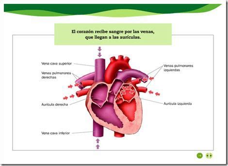 SISTEMA CIRCULATORIO | sistema circulatori | Pinterest ...