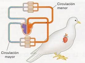 Sistema Circulatorio: Sistema circulatorio en Aves