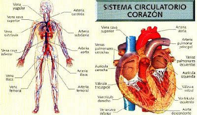 SISTEMA CIRCULATORIO ~ SOBRE TU CUERPO BIOLOGICO