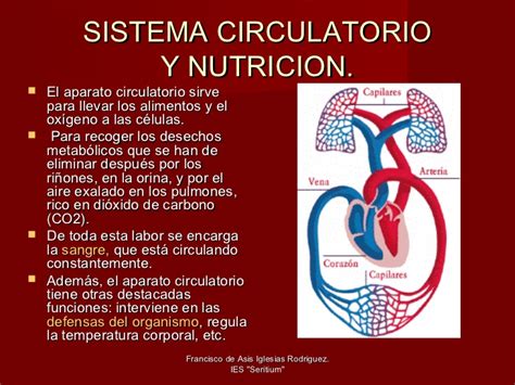 Sistema circulatorio y nutrición
