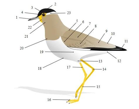 Sistema Digestivo de las Aves: Partes y Funciones   Lifeder