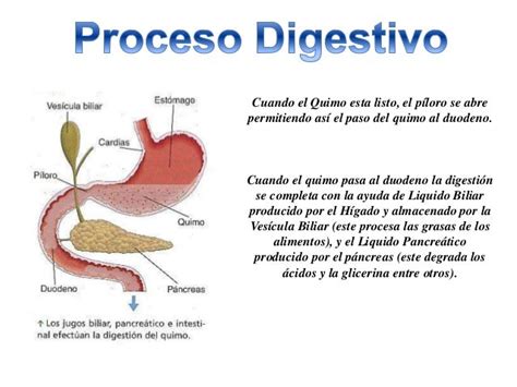 Sistema digestivo proceso fisiologico