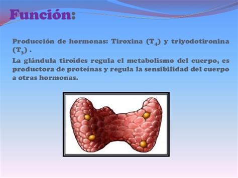 sistema endocrino, hipotalamo, glandula tiroidea