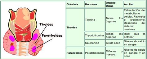 Sistema Endocrino: Tiroides y paratiroides