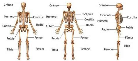 Sistema esquelético | Sistema óseo   Partes y funciones
