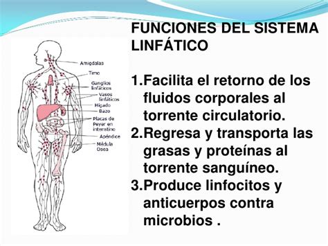 Sistema inmunológico linfático