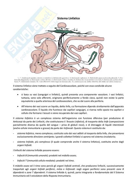 Sistema Linfatico: Appunti di Anatomia comparata