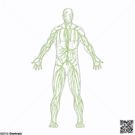 Sistema Linfático Atlas de Anatomía del Cuerpo Humano ...