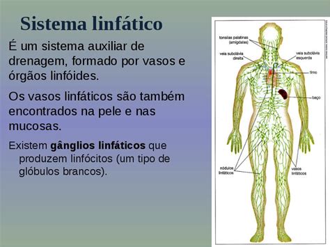sistema linfático aula sistema anatomia linfático