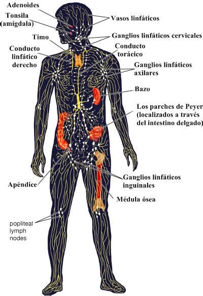 Sistema linfático: circulación, inmunidad, órganos y ...