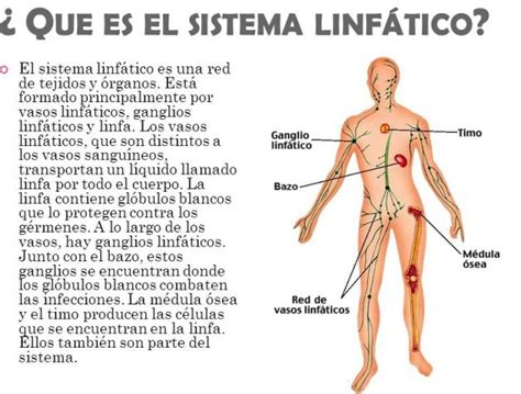 Sistema linfatico   Definición, funciones, anatomía ...