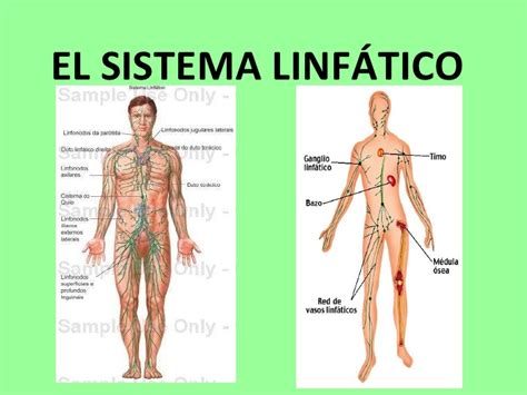 Sistema linfático del ser humano: 2016