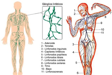 Sistema Linfático do Corpo Humano   Função e Anatomia