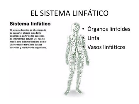 Sistema LinfáTico e Inmunitario