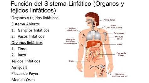 Sistema Linfático e Inmunológico   ppt video online descargar