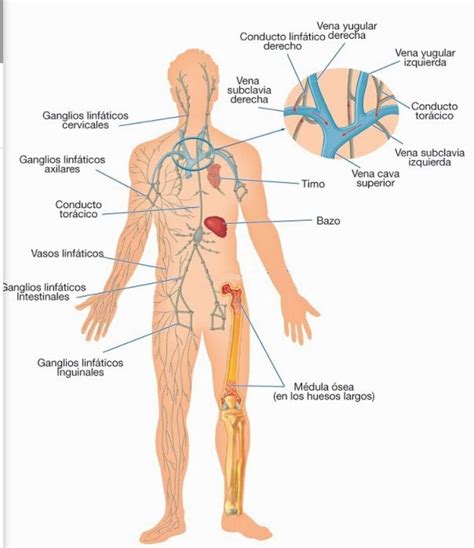 Sistema Linfático e Inmunológico | Reflexología Podal y mas…