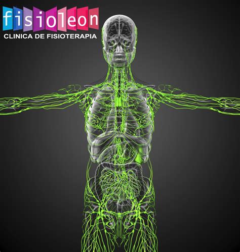 Sistema linfático | Fisioleón   Consejos Fisioterapeutas