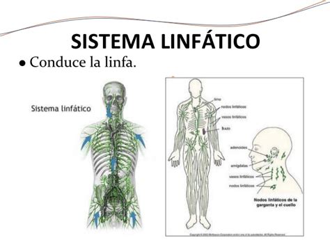 Sistema linfático.