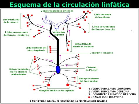 SISTEMA LINFATICO