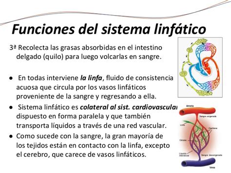 Sistema linfático.