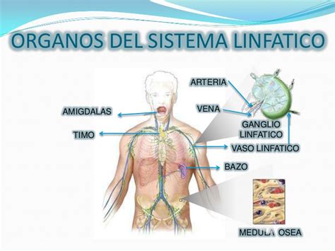 Sistema linfatico